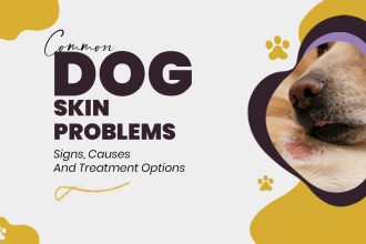 Common Dog Skin Problems: Signs, Causes and Treatment Options