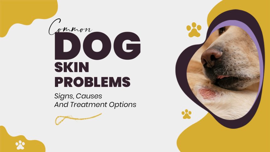 Common Dog Skin Problems: Signs, Causes and Treatment Options